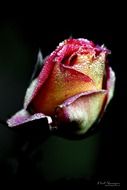 rose flower on the black background