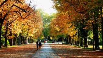 autumn walk in a sunny park