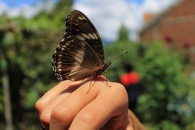 wonderful butterfly