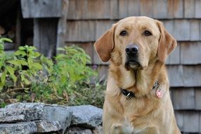 yellow labrador near the wall