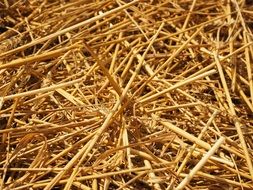 straws wheat field