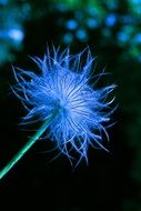 blue wildflower closeup