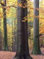 yellow trees and fallen foliage in a park in october