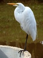 White stork on the tube