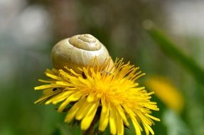 snail on a dandelion close up