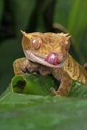 Macro photo of the beautiful gecko