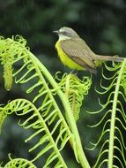 yellow bird on fern portrait