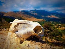 landscape of animal skull bone
