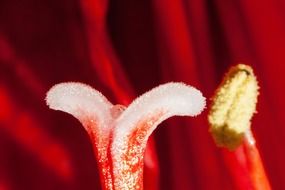 Beautiful, red and white amaryllis stamen of the flower