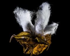 cotton shrub