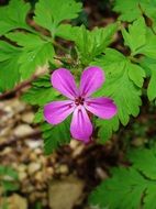 purple pink flower