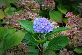 hydrangea flower in garden bed