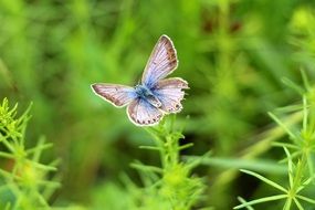 butterfly in a green field