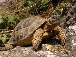 turtle on the rock