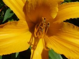 Yellow day lily