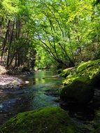 green trees near a river in japan