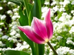 pink tulip on a background of white flowers