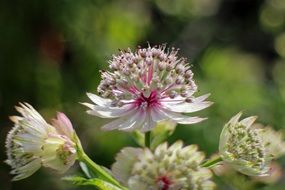 Astrantia or masterwort