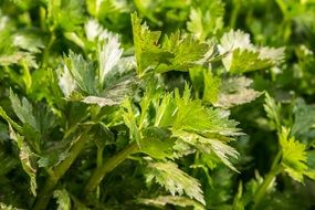 Celery greens close-up