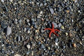 red starfish on pebbles