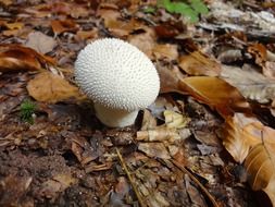 Puffball or bovist