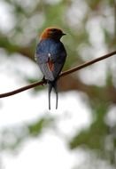 Beautiful and colorful bird sits on a wire at blurred background with trees