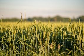 green grain field close up on blurred background