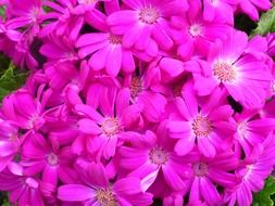 pink gerbera flowers blossom close-up