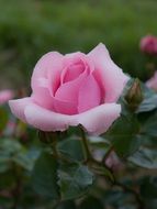 beautiful pink rose at deep green background