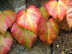 colorful autumn vine leaves