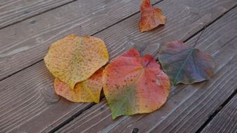 autumn leaves on a wooden surface
