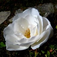 closeup photo of white flower of dog-rose on dark background