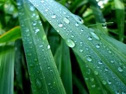 Raindrops on a green leaves