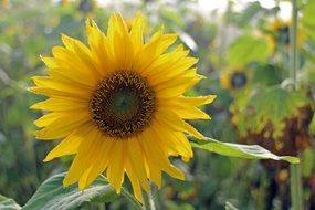 yellow sun flower plant
