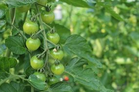planr with unripe green cherry tomatoes on branch
