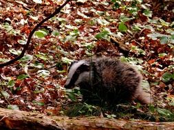 forest badger on autumn leaves