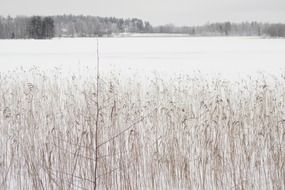 winter snow lake landscape