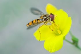 insect on a bright yellow flower closeup