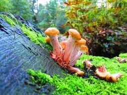 Rhodotus palmatus fungi on log in forest