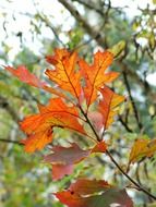 Golden leaves in the autumn