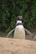 penguin near the green bush