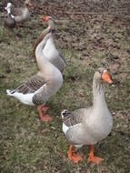 domestic grey geese on a farm