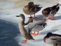 a flock of ducks on the ice in the pond