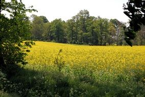 yellow field with growing rape