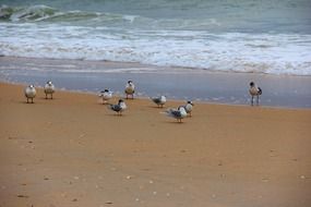 wild seagulls on the beach sand