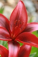 Close-up of the beautiful bright red and white tiger lily