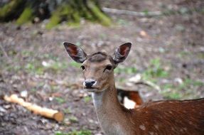 female roe deer looking straight