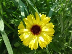 Yellow flower among green grass under the light