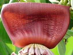 purple bract inflorescence banana