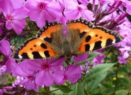 Little fox butterfly on the purple flowers close-up on blurred background